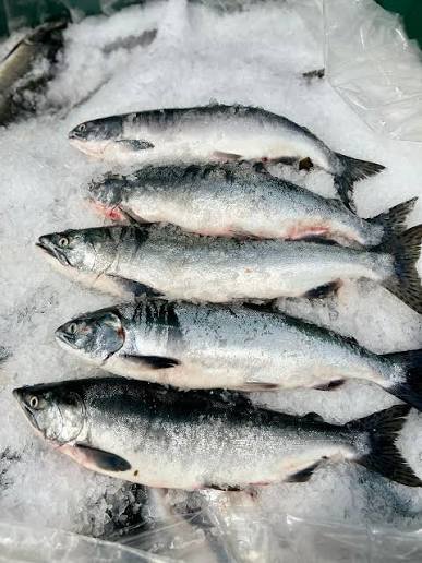 Premium Salmon Fillet